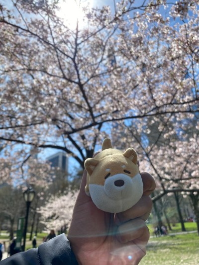 Stressa ft. NYC Central Park cherry blossoms