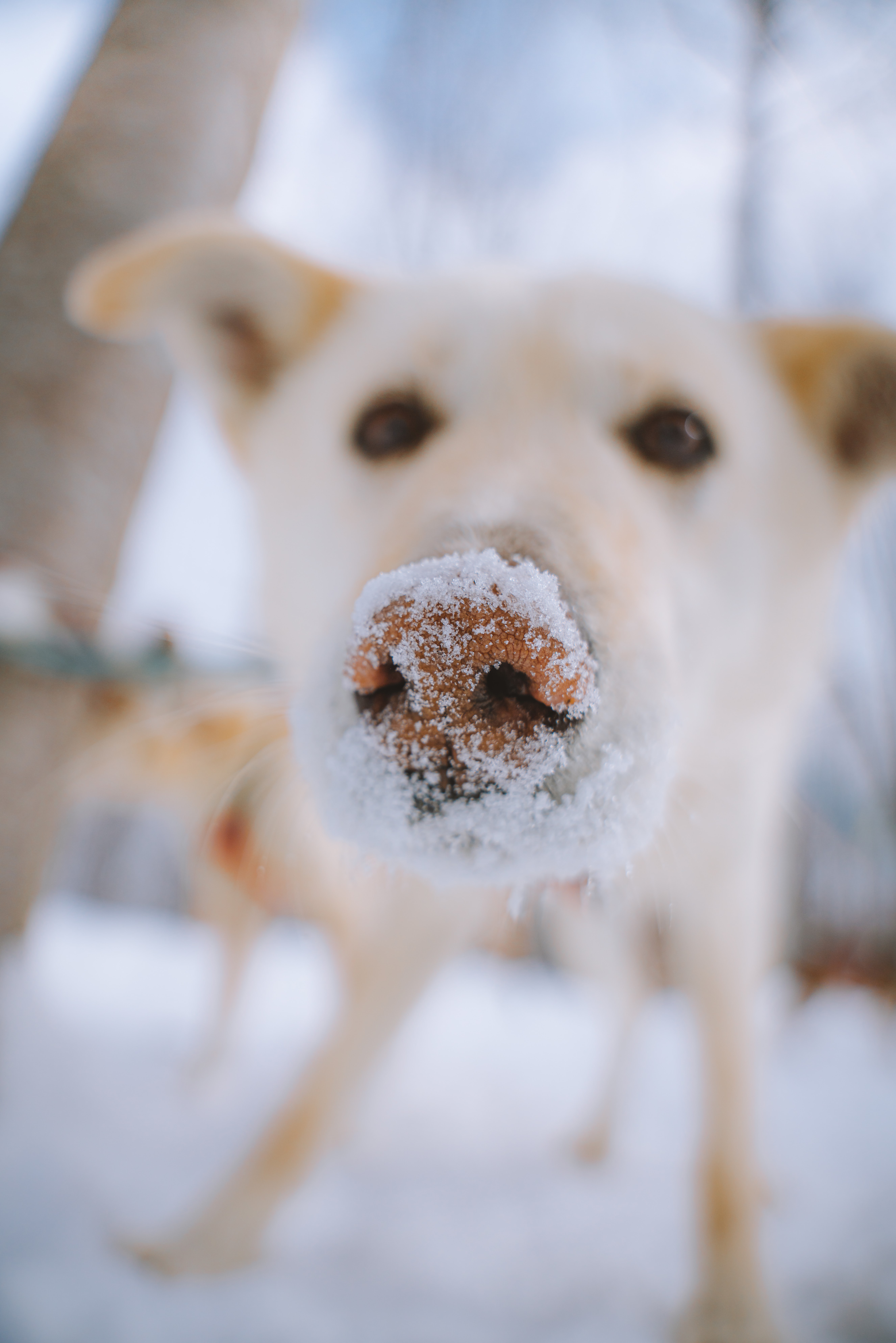 Chiens de traîneau Aventures Kiamika