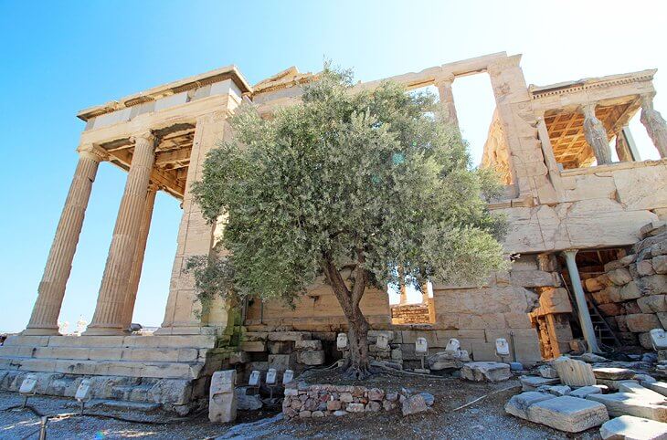 olive tree in Acropolis olive tree in Acropolis