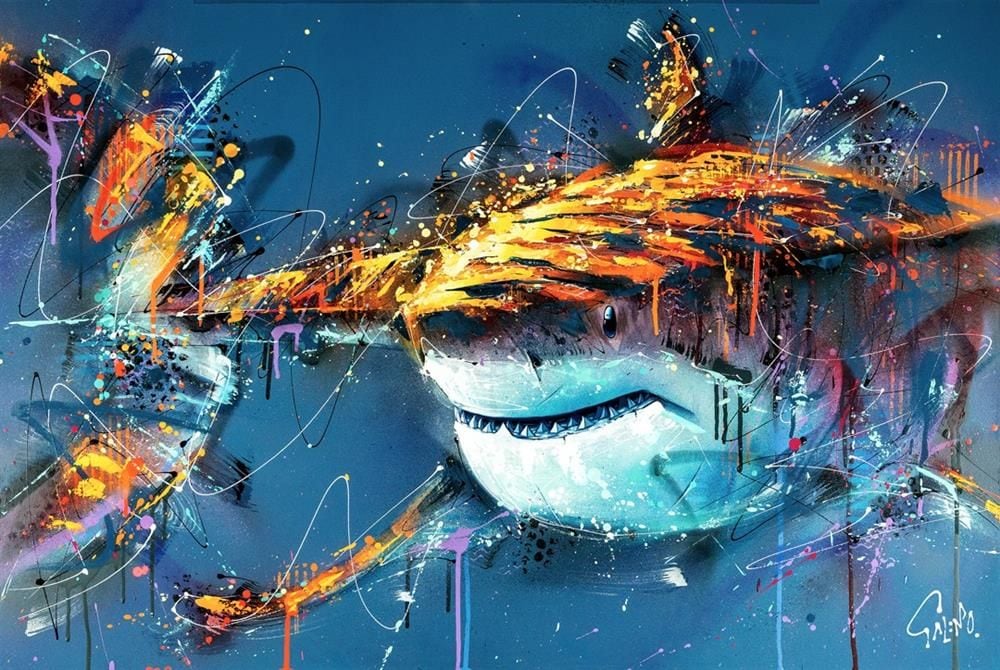 Barry The Shark