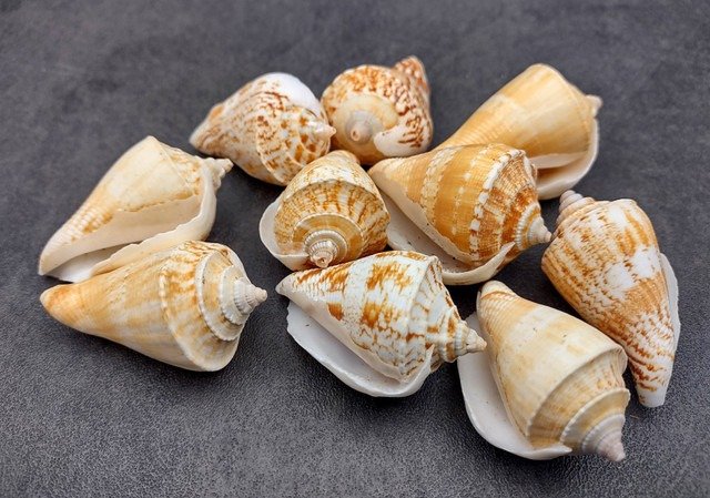 Conch Seashell 50g