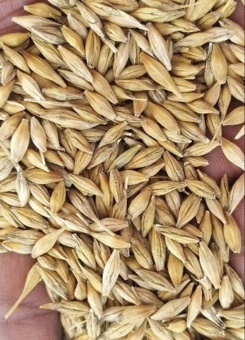 Jau Atta | Barley Atta |500g