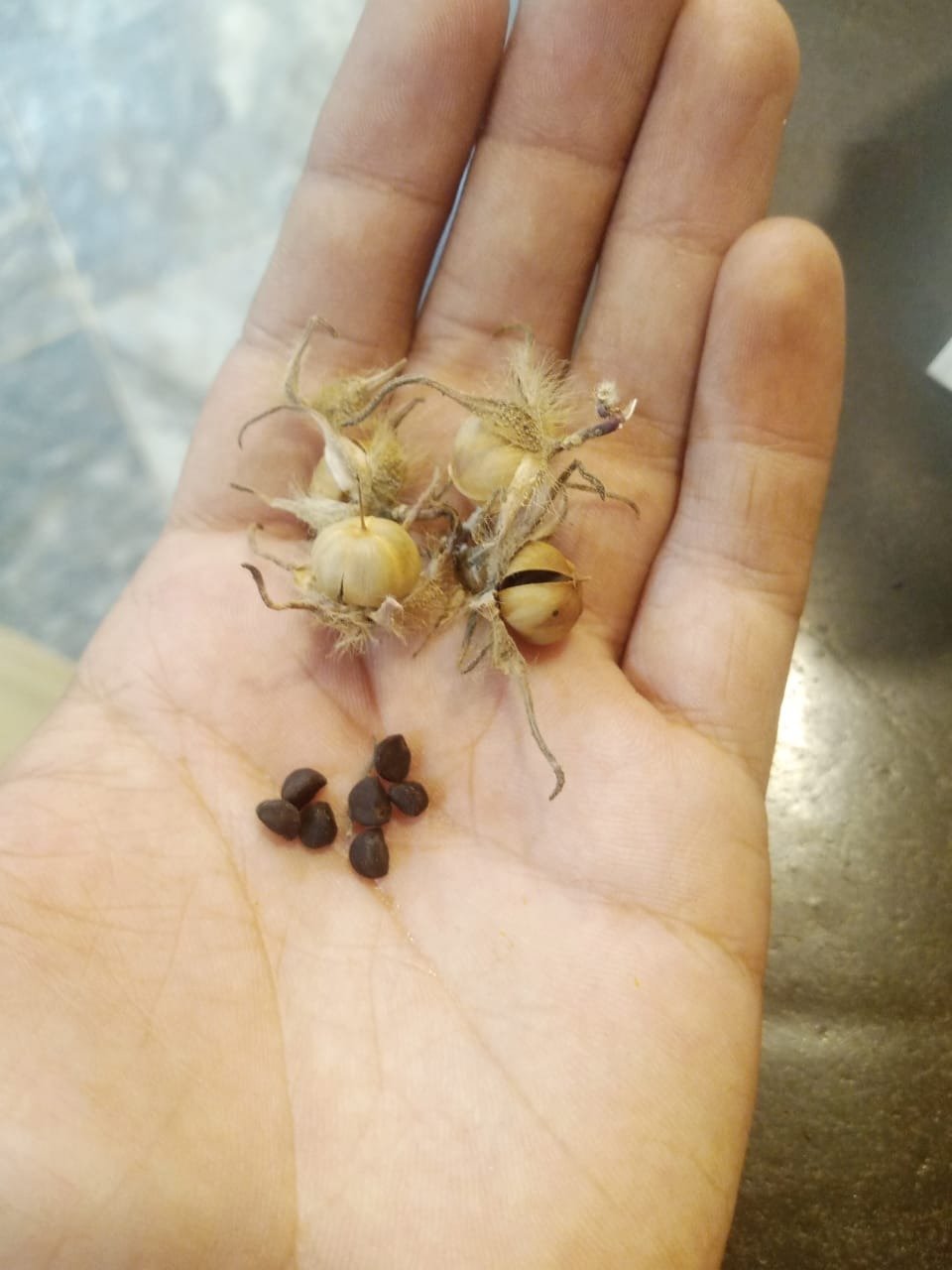 Japanese Morning Glory Seeds (Tukhm-e-Neel) 10g