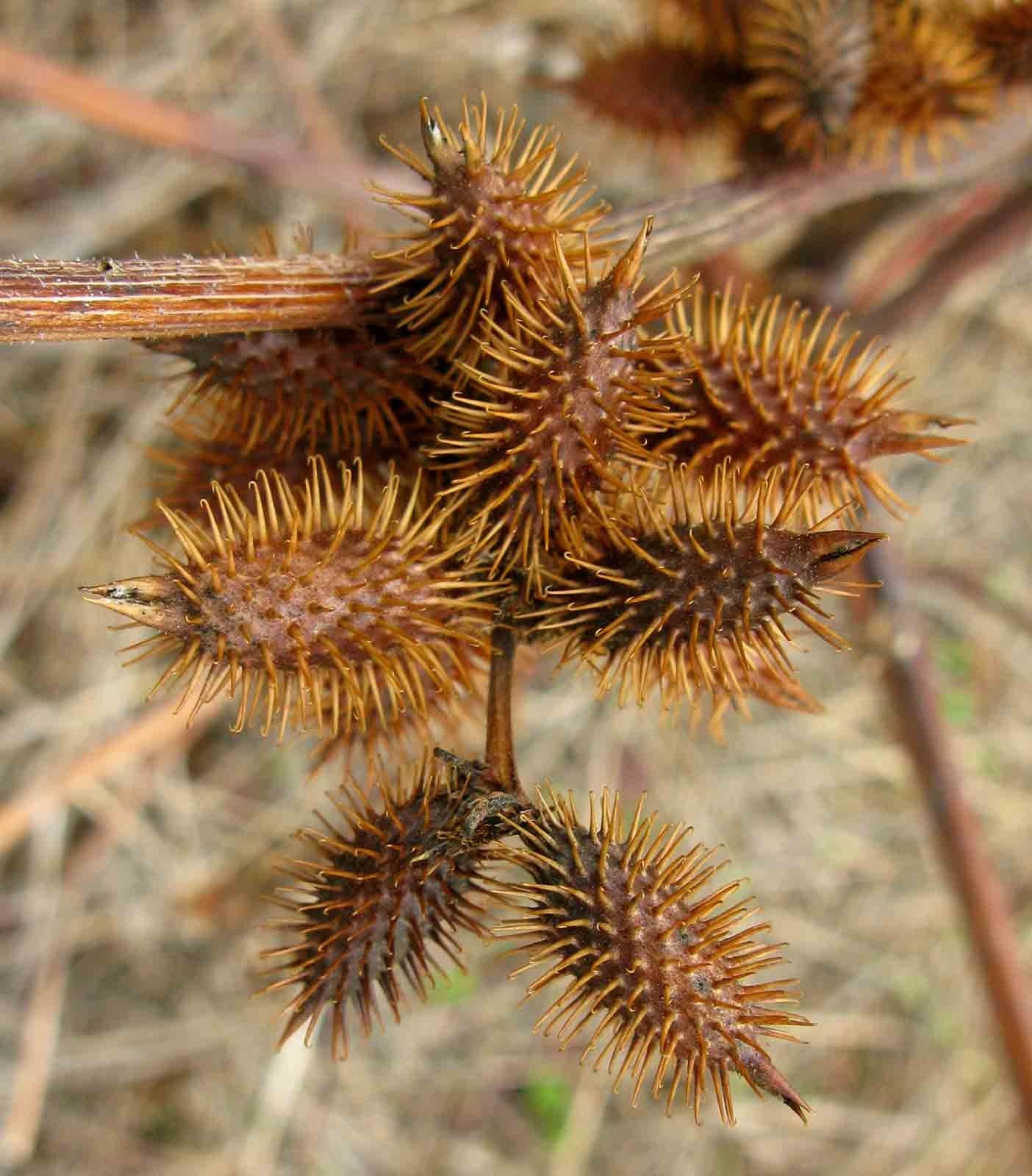 Xanthium strumarium 10g