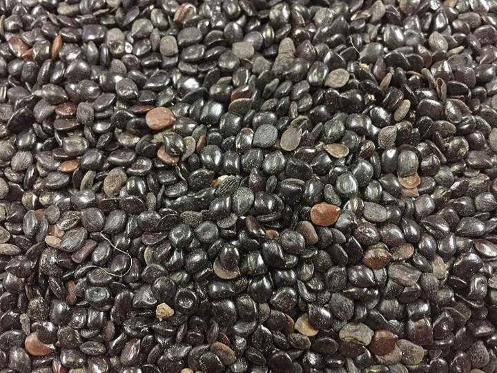 Chasku 10g