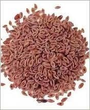 Plantago Ispaghul 100g