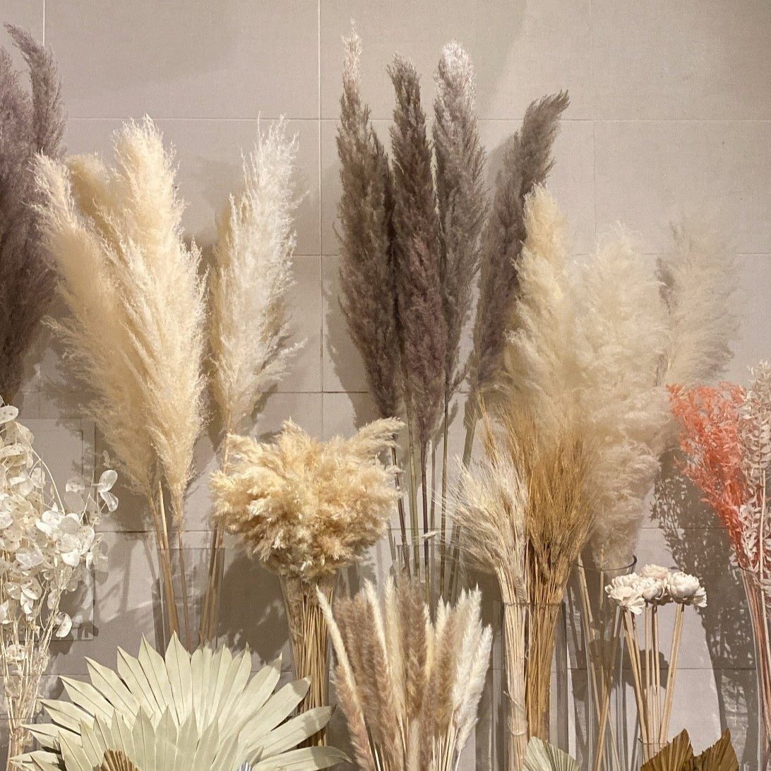 PAMPAS GRASS 10g