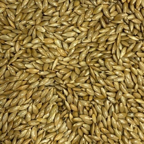 Canary Seeds 100g