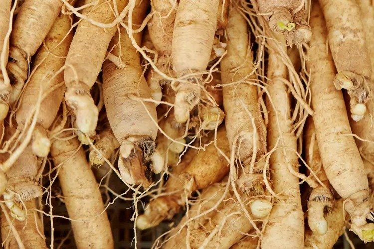 Ginseng root 10g