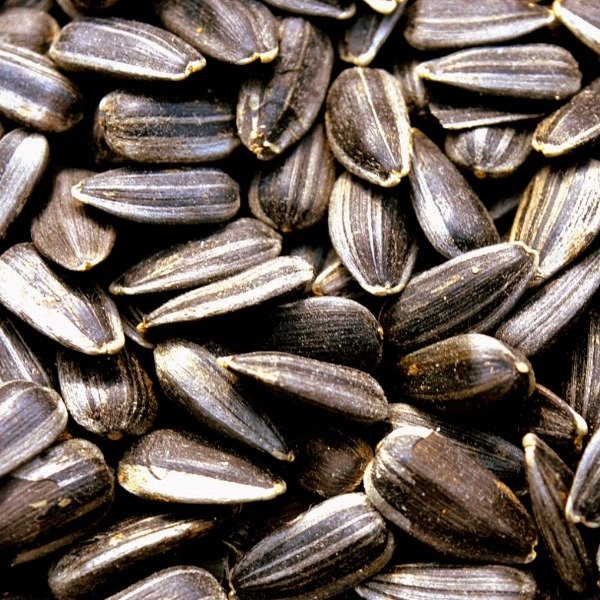 Sunflower / Suraj Mukhi Seeds 500g