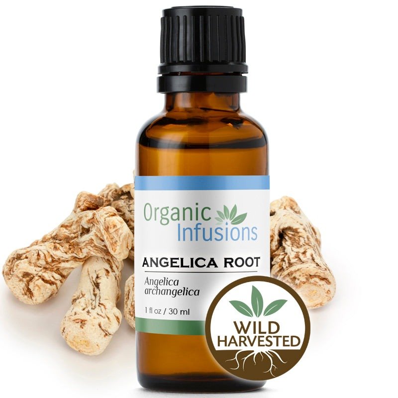 ANGELICA ROOT Essential Oil | Wildcrafted