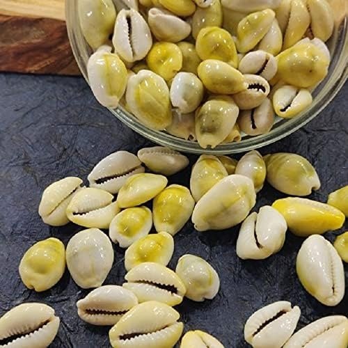Money Cowries 10g