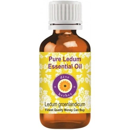 Pure Ledum Essential Oil (Ledum groenlandicum) 100% Natural Therapeutic Grade Steam Distilled