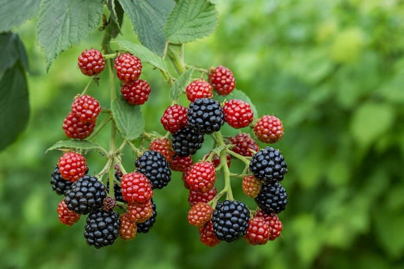 black berry 100g