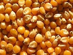 Corn kernel