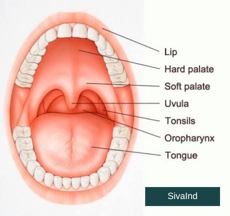 Best Oral Cancer Specialist in Noida – Expert Care | Cancer Consult