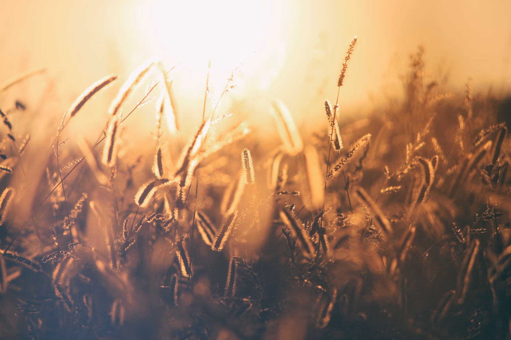 wheat field