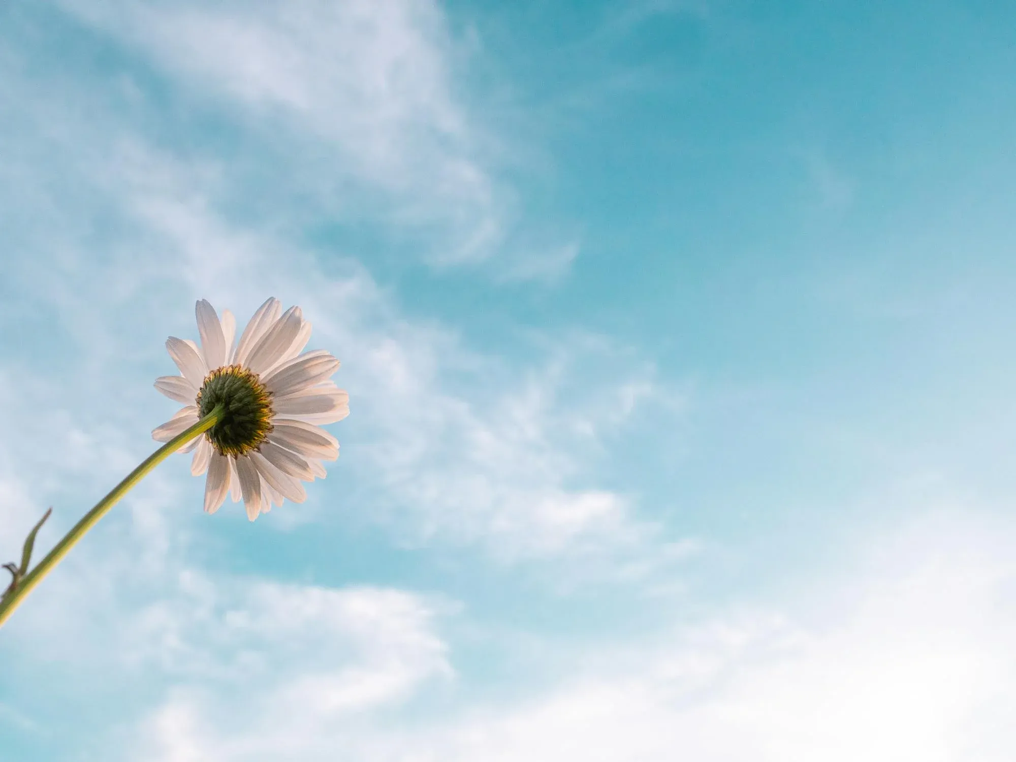 flower in the sun