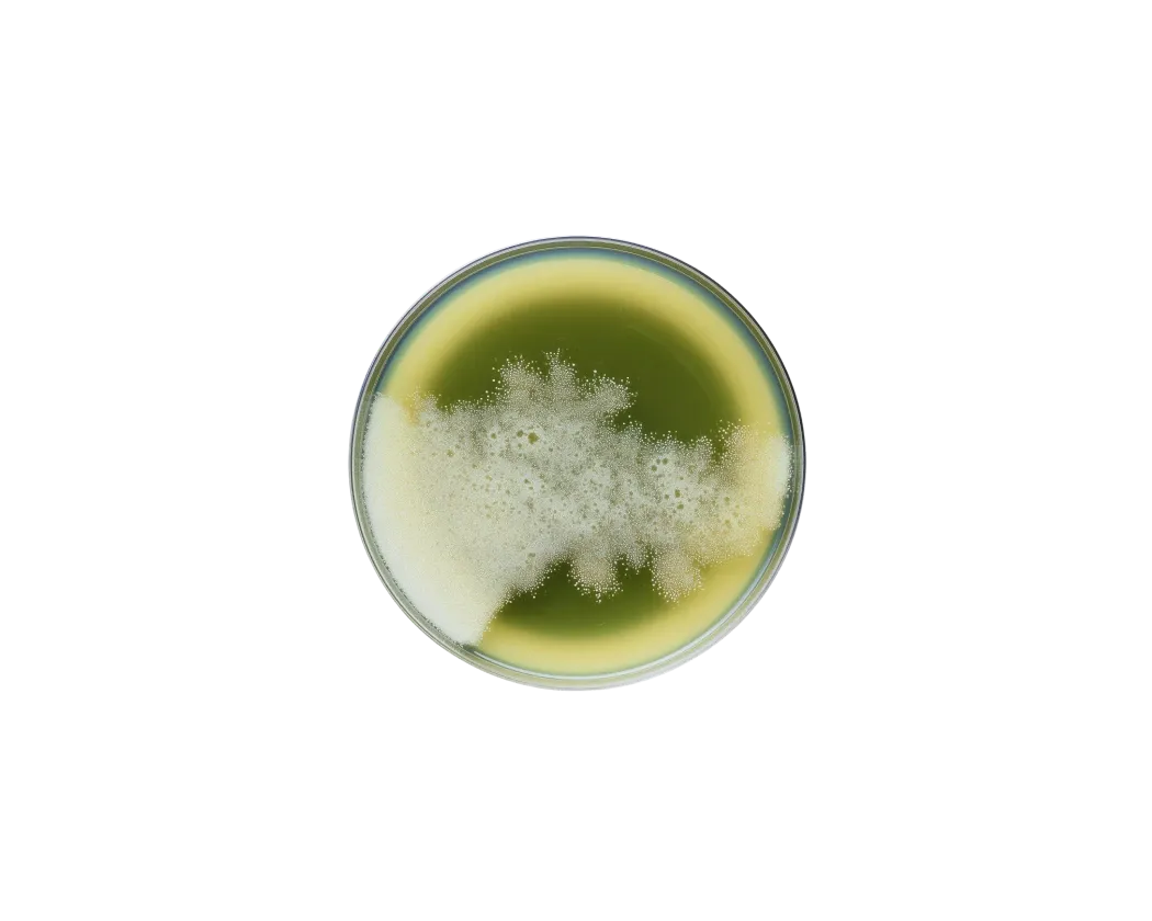 Advanced Infection Control