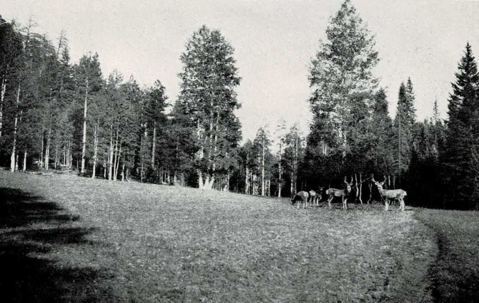 Deer grazing in the Kaibab Forest