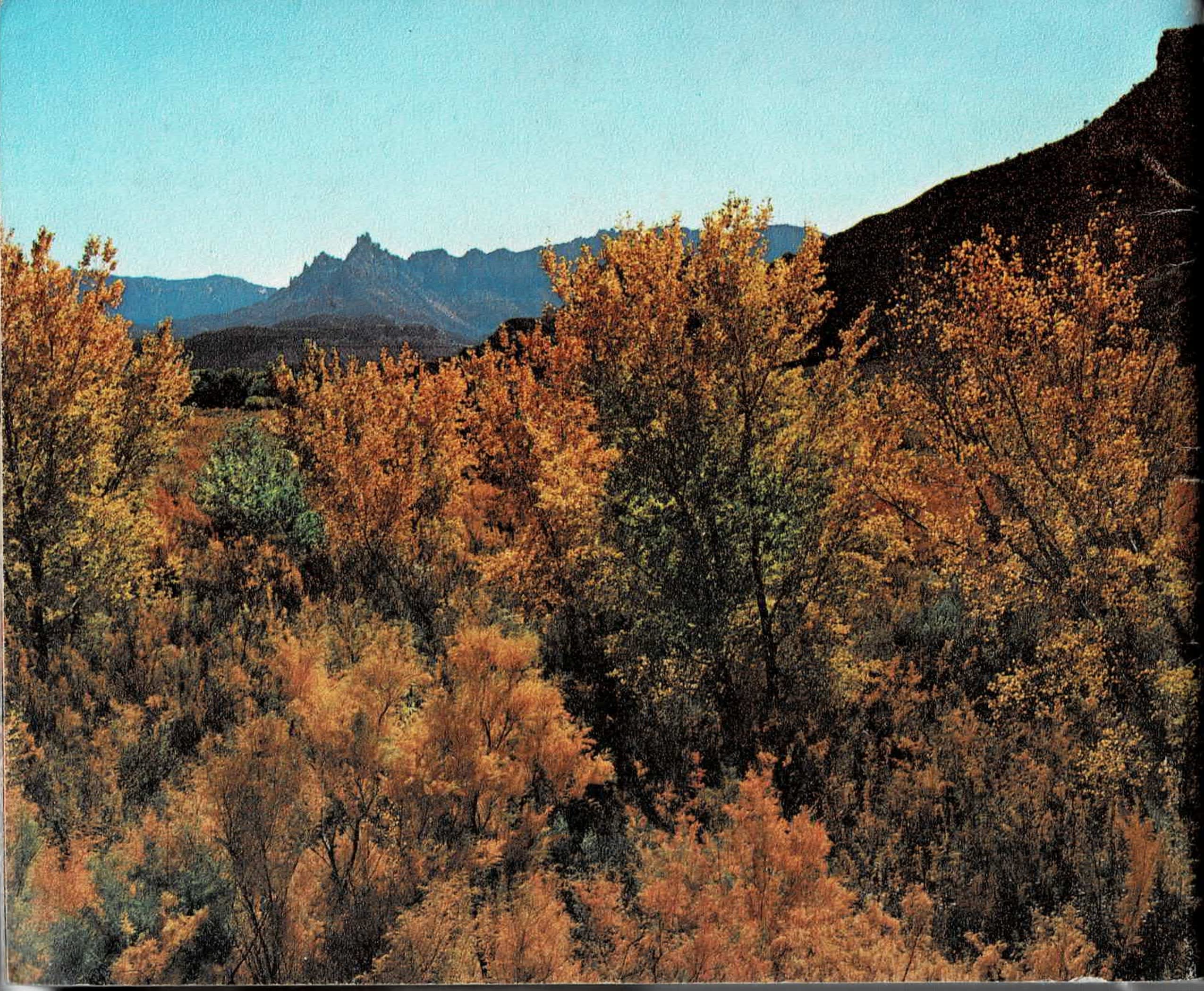 Back cover of This is Zion, showing cottonwood trees in golden autumn color along the Virgin River with a mountain peak behind