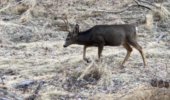 Deer near parking area, Zion National Park
