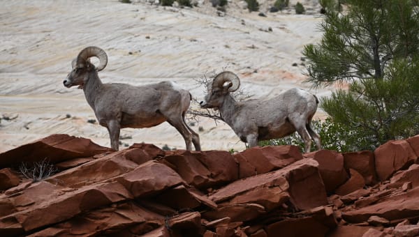 Bighorn sheep rams on red sandstone at Zion National Park