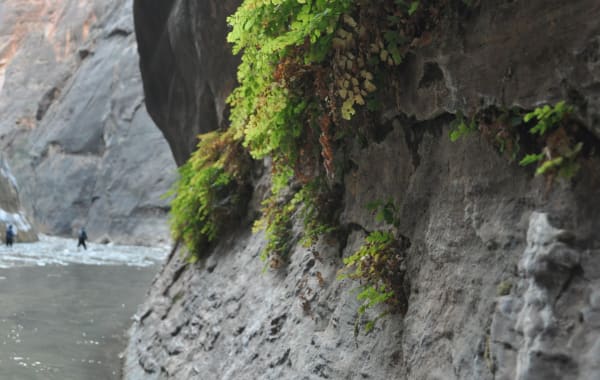 A hanging garden of ferns growing from a wet alcove wall above the canyon at Weeping Rock