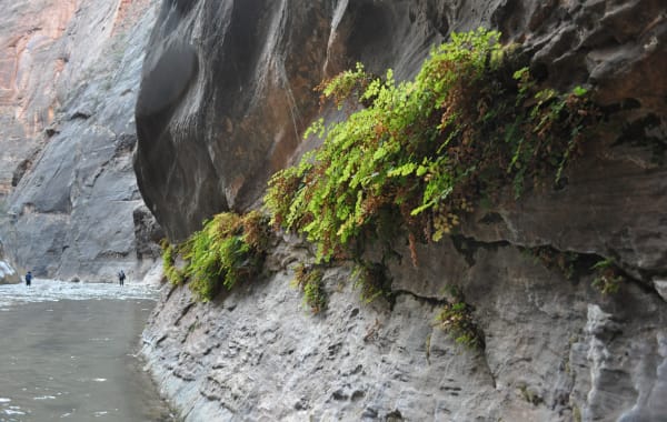 Ferns and moss hanging from a dripping alcove wall above the narrow canyon at Weeping Rock