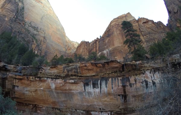 Dark water-streaked sandstone alcove wall at Weeping Rock in Zion Canyon