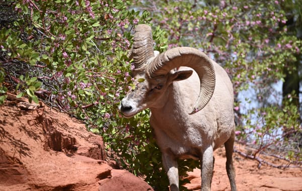 Desert bighorn sheep ram at Zion National Park