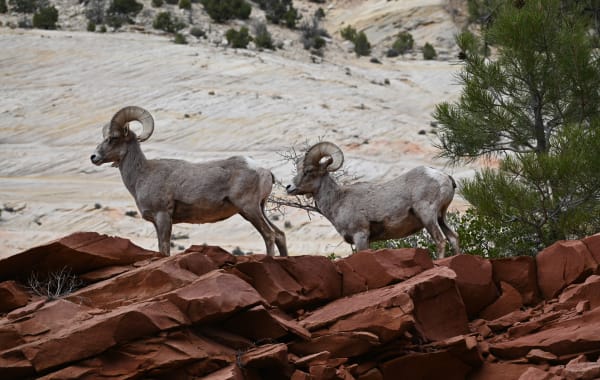 East Rim - Zion National Park