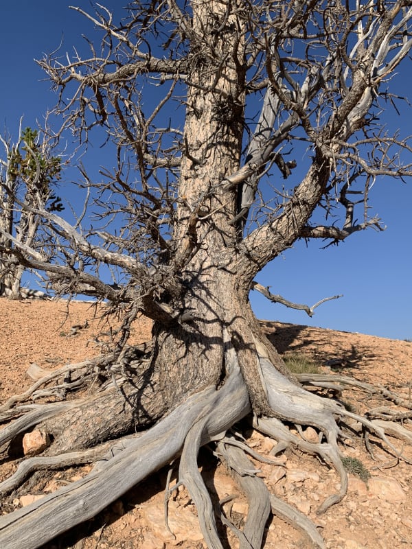 Zion region photography - Backcountry
