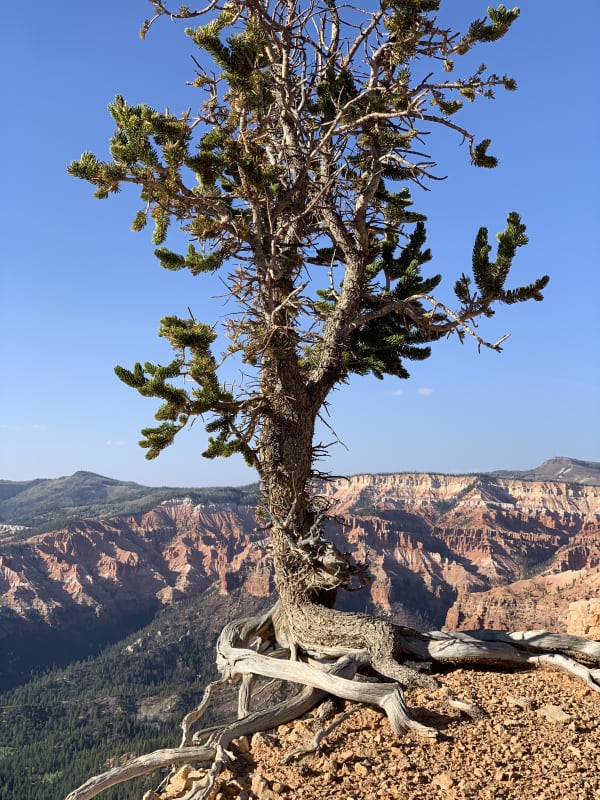 Zion region photography - Backcountry