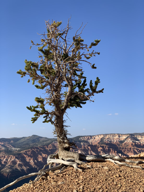 Zion region photography - Backcountry