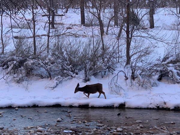 Zion region photography - Winter & Snow