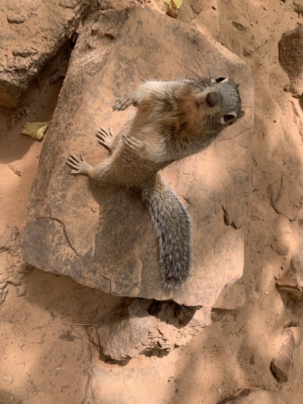 Zion region photography - Zion Canyon
