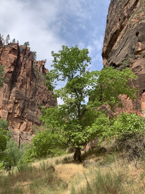 Zion region photography - Zion Canyon