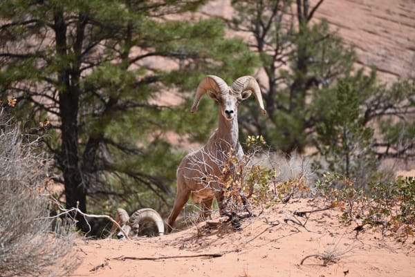 Zion region photography - Wildlife