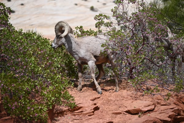 Zion region photography - Wildlife