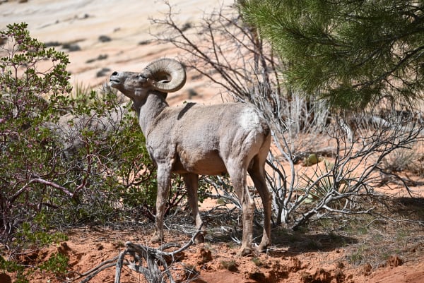Zion region photography - Wildlife
