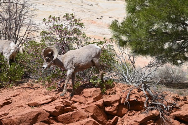 Zion region photography - Wildlife