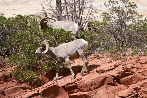 Zion region photography - Wildlife