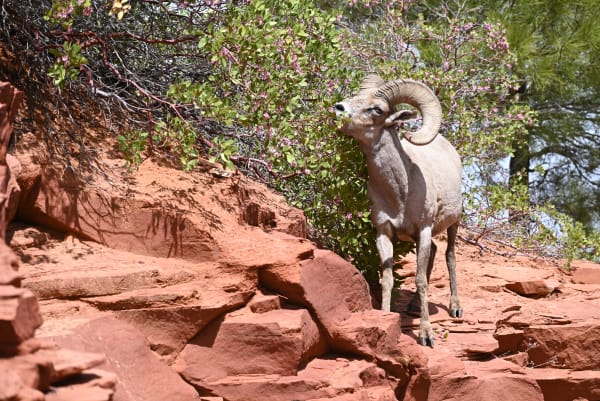 Zion region photography - Wildlife