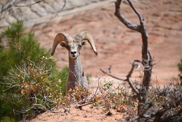 Zion region photography - Wildlife