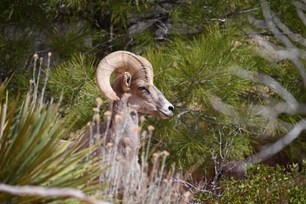 Zion region photography - Wildlife