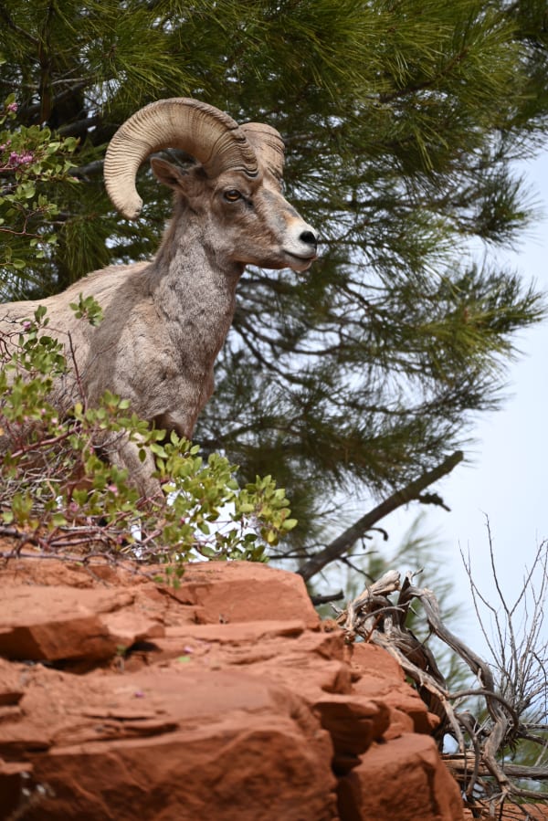 Zion region photography - Wildlife