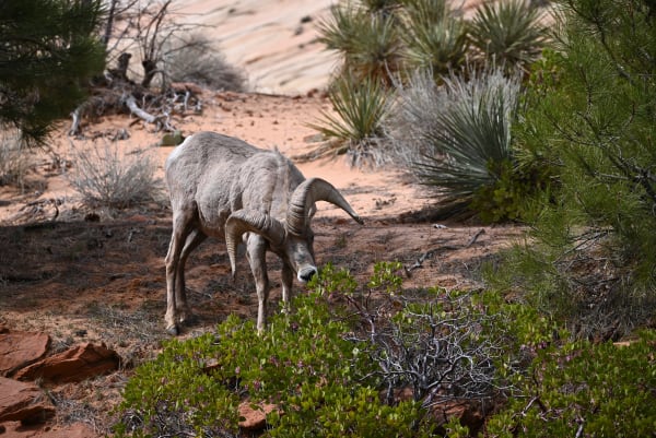 Zion region photography - Wildlife
