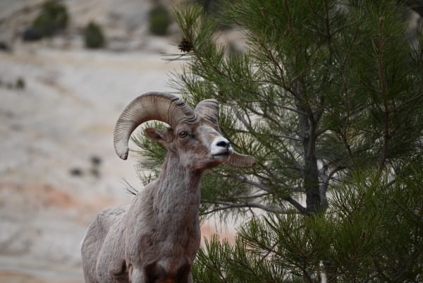 Zion region photography - Wildlife