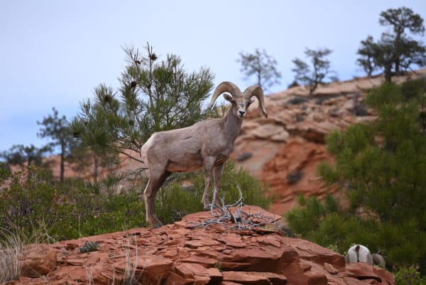 Zion region photography - Wildlife